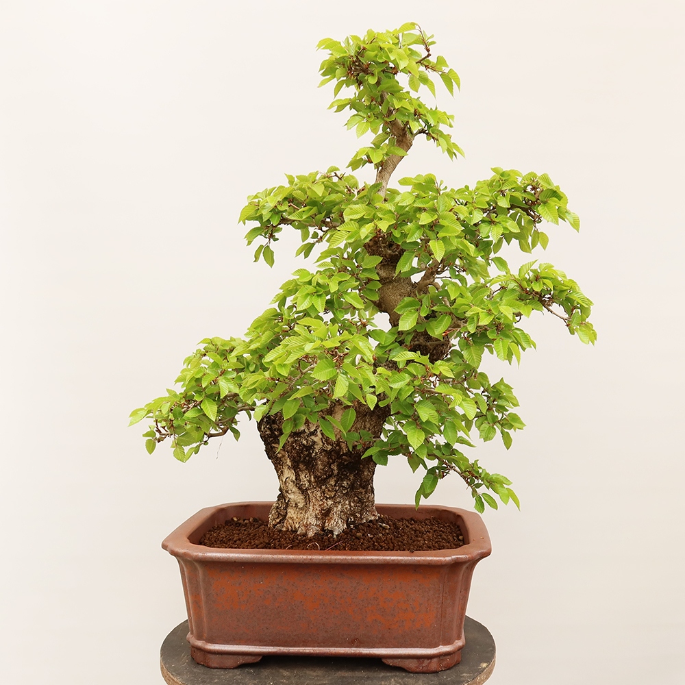 Vonkajší bonsai -Carpinus Coreana - Hrab kórejský