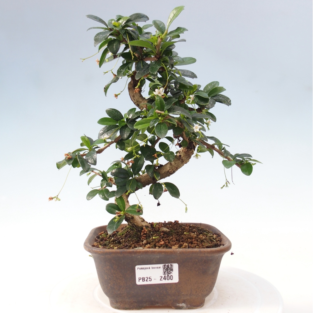 Izbová bonsai - Carmona macrophylla - Čaj fuki