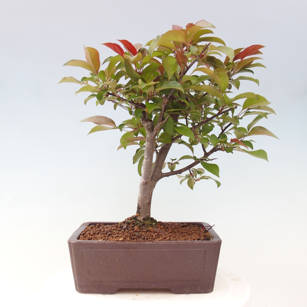 Vonkajší bonsai -Malus domestica - Maloplodá jabloň červenolistá