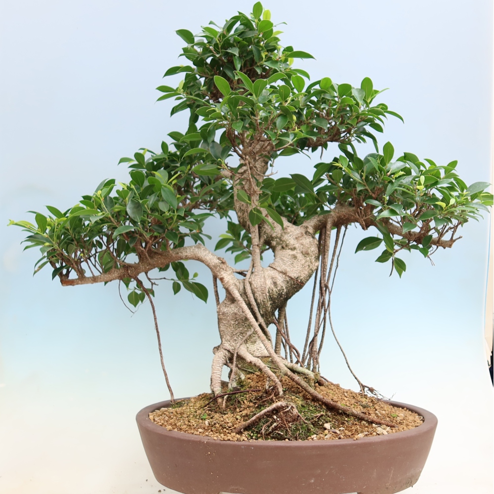 Izbové bonsaje - Ficus kimmen - drobnolistý fikus