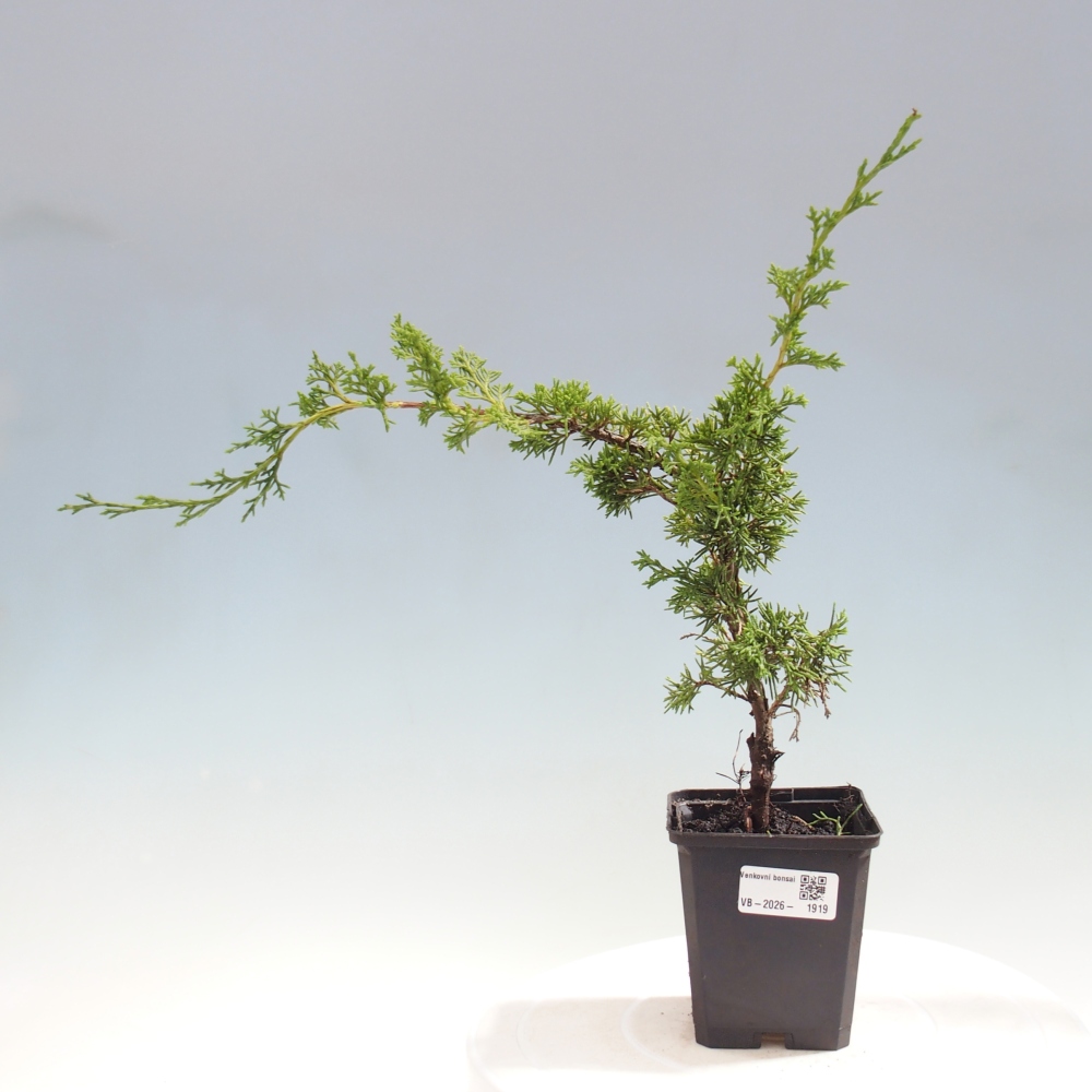 Vonkajší bonsaj - Juniperus chinensis Itoigawa