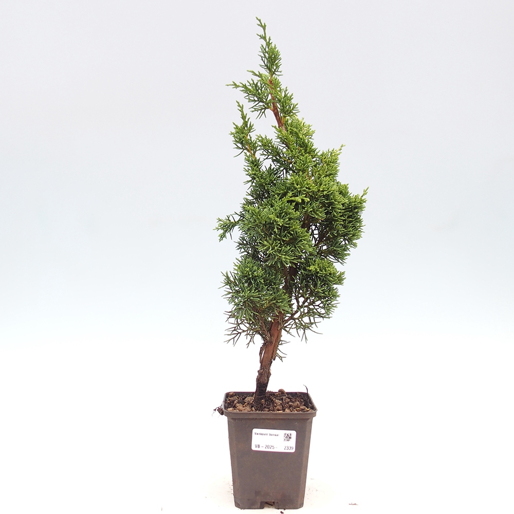 Vonkajšie bonsai - Juniperus chinensis Kishu -Jalovec čínsky