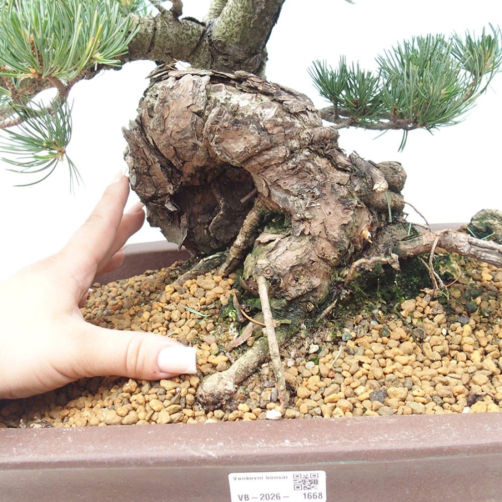 Vonkajšie bonsaje - Pinus parviflora - Pinus parviflora
