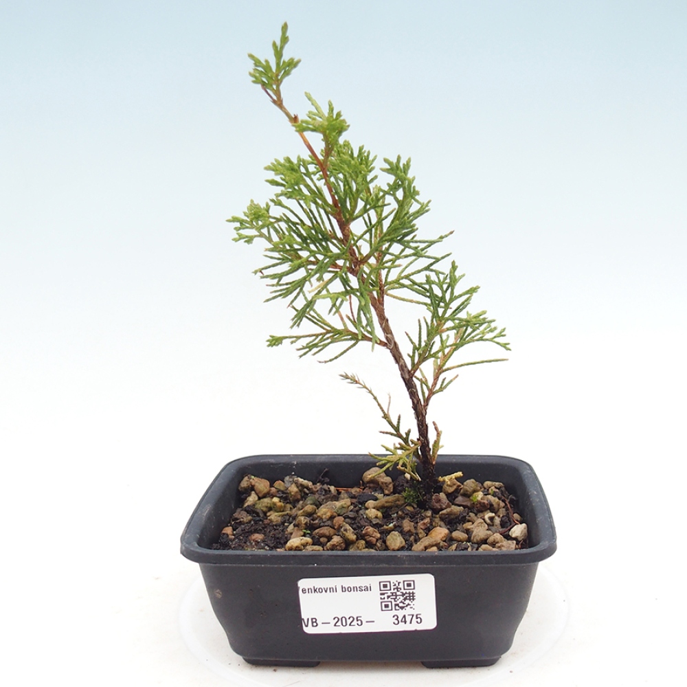 Vonkajší bonsaj - Juniperus chinensis Itoigawa
