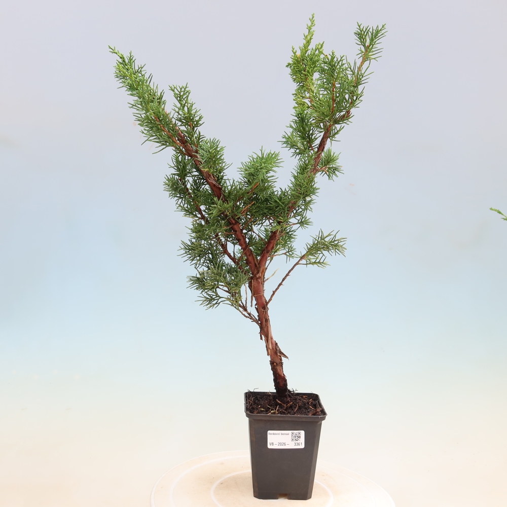 Vonkajší bonsaj - Juniperus chinensis Kishu