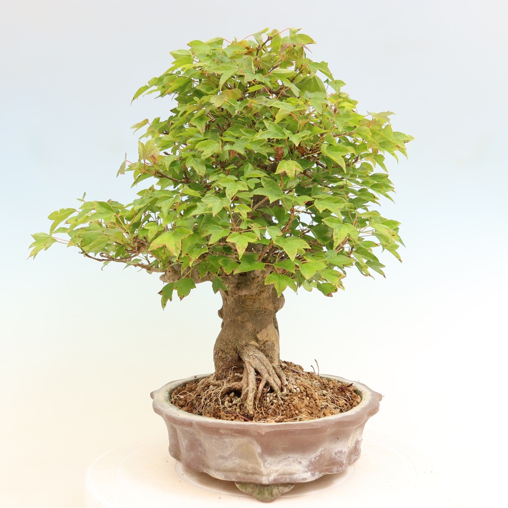 Vonkajšie bonsaje - Javor Burger - Acer Burgerianum