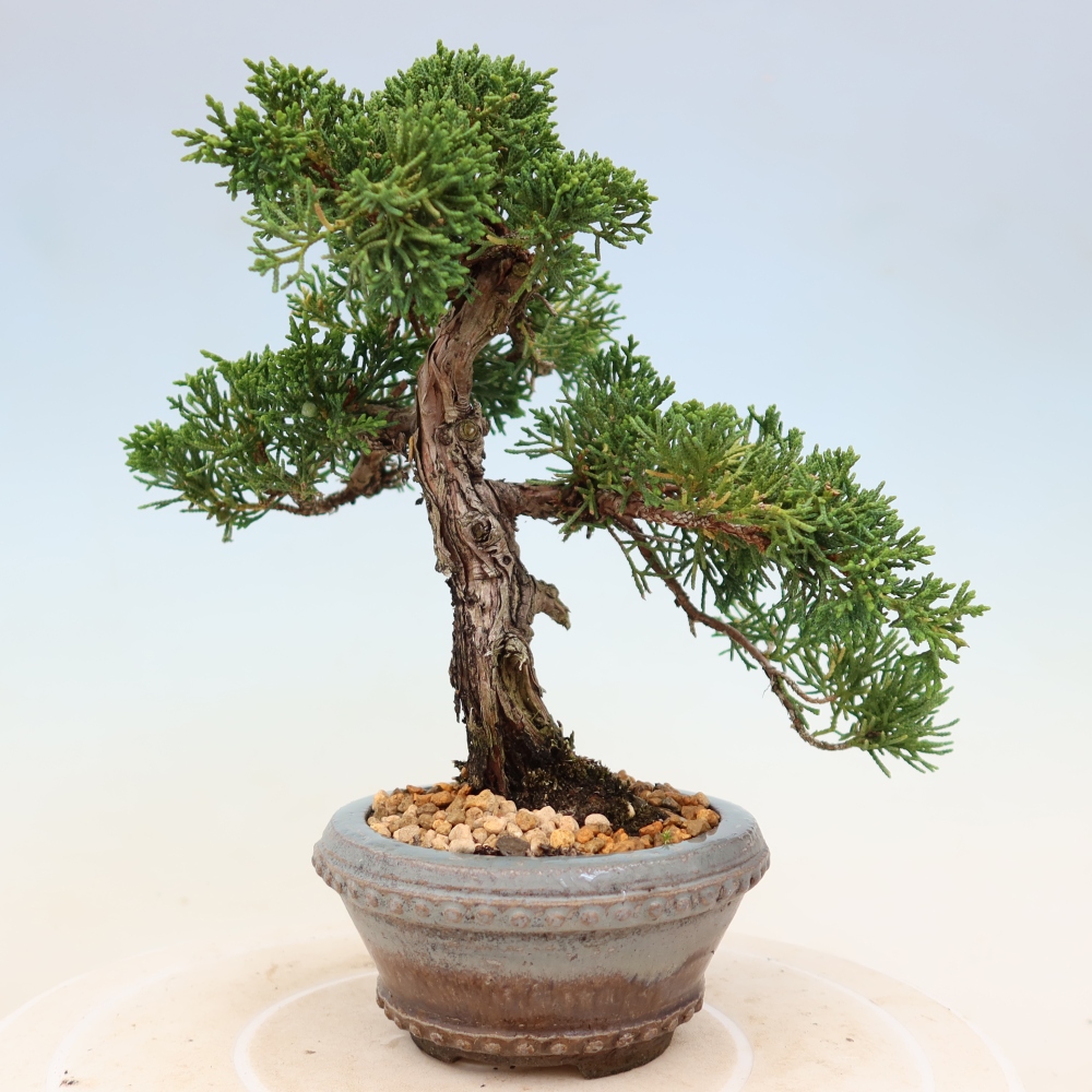 Vonkajší bonsaj - Juniperus chinensis Kishu