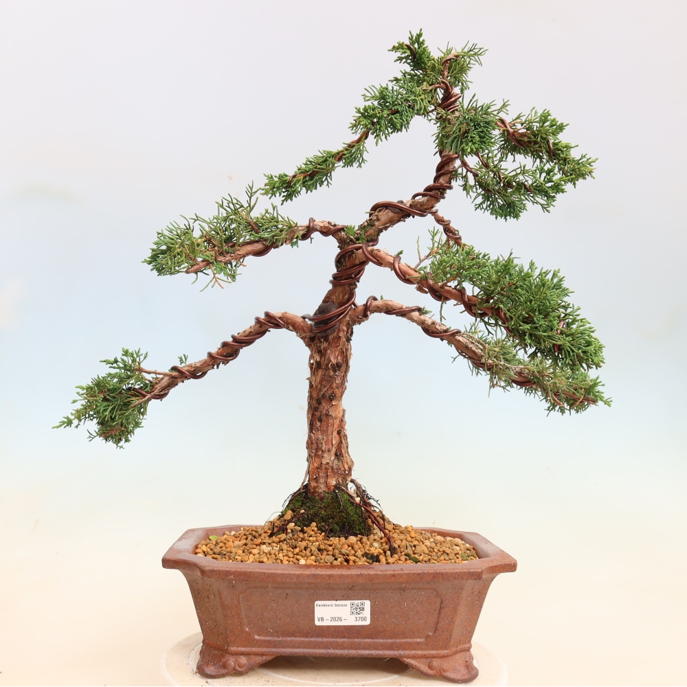 Vonkajší bonsaj - Juniperus chinensis Kishu