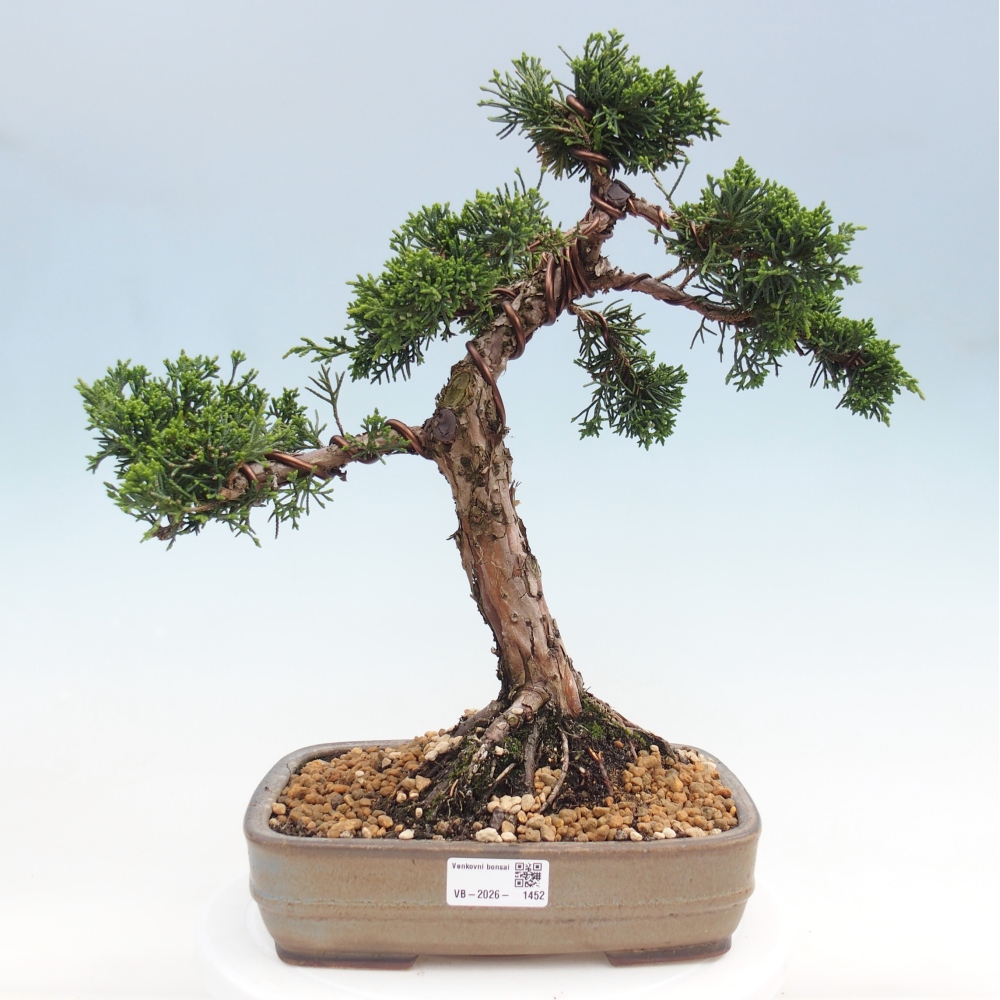 Vonkajší bonsaj - Juniperus chinensis Kishu