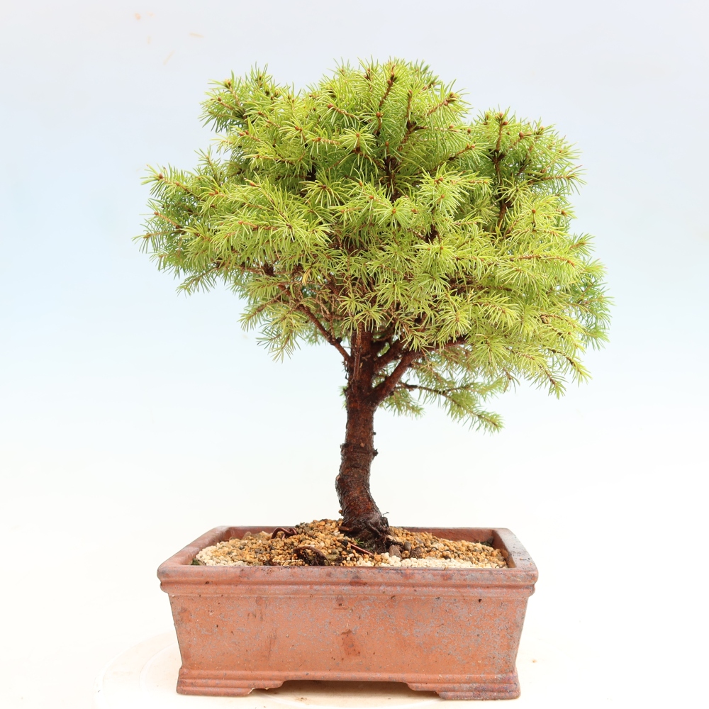 Vonkajší bonsai – Smrek sivý – Picea glauca globe