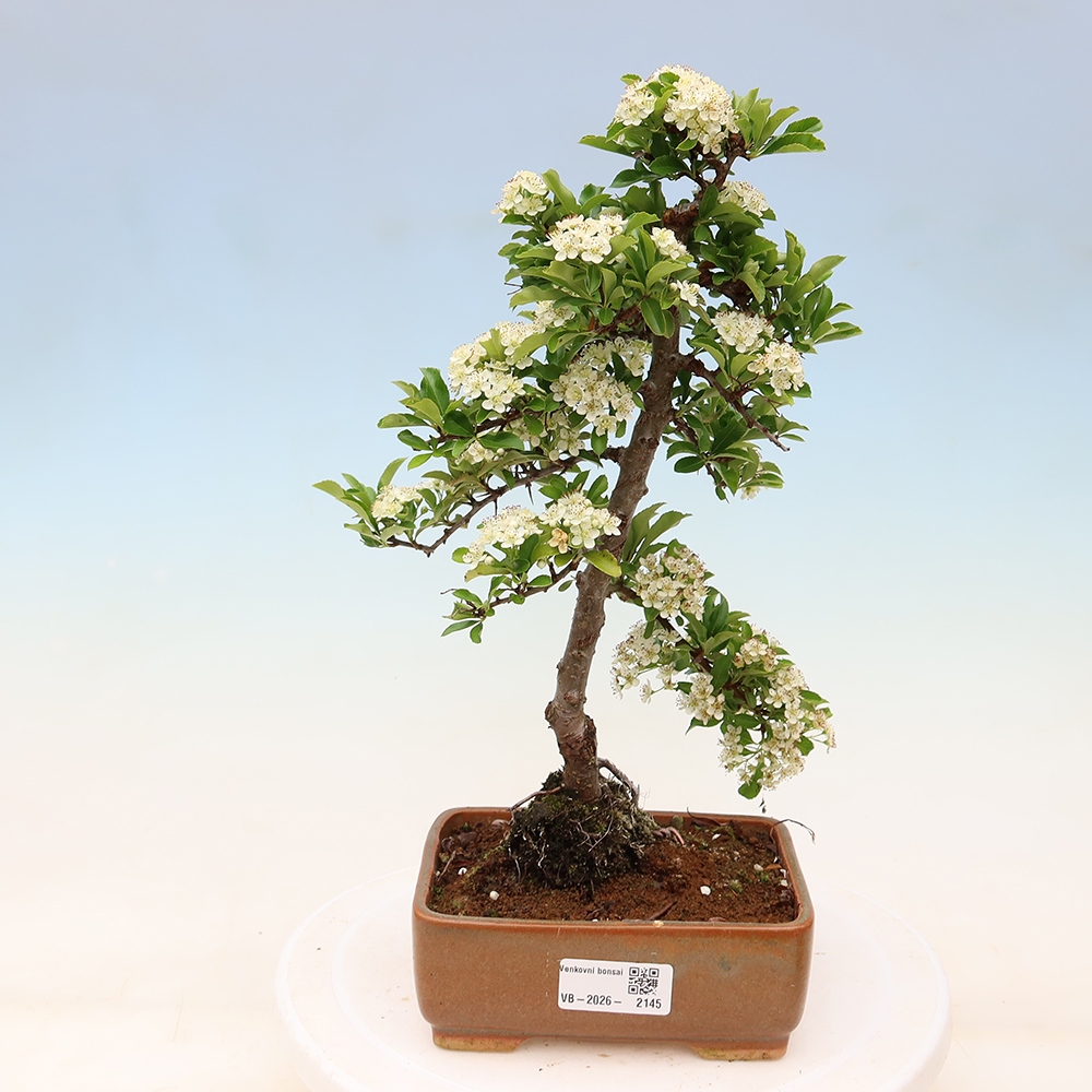 Vonkajší bonsai – Pyracantha teton – Hlohovec šarlátový