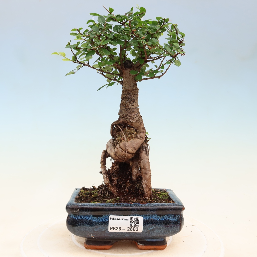 Izbový bonsaj - Ulmus parvifolia - brest malolistý