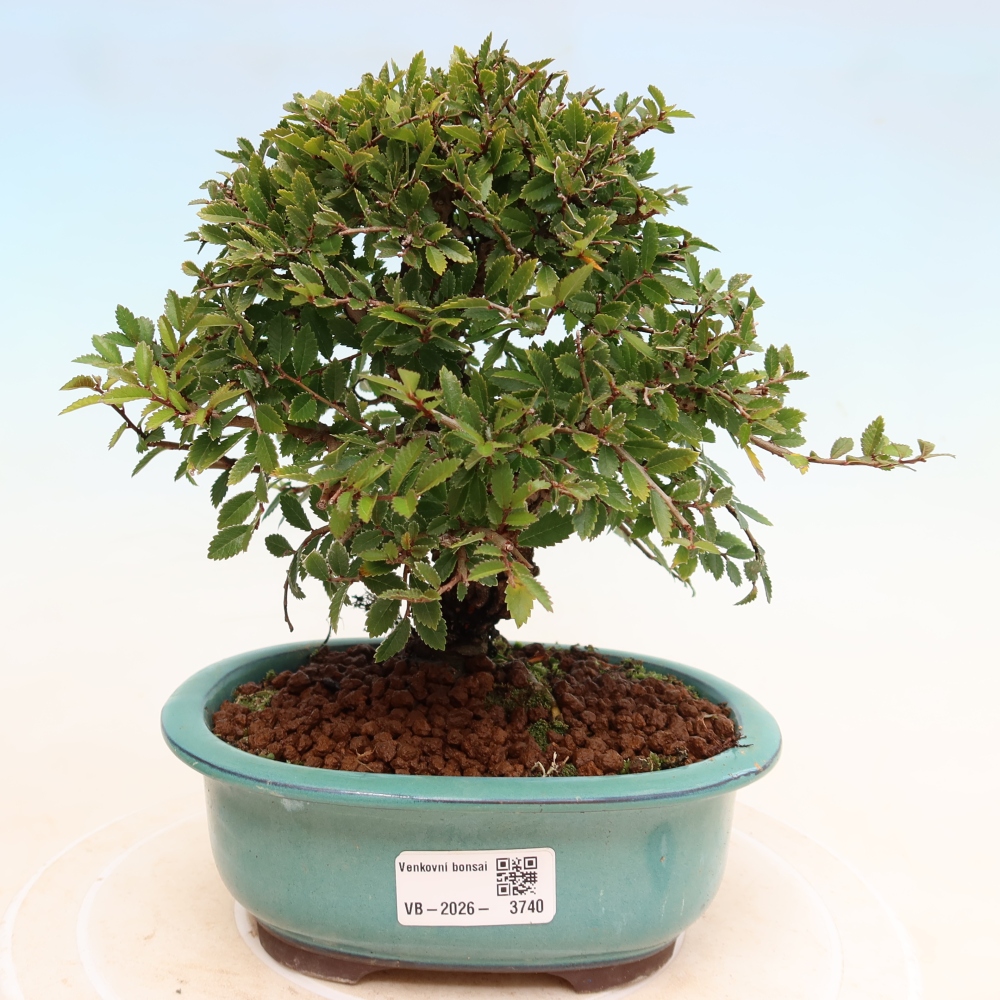 Vonkajšie bonsaje - Zelkova - Zelkova NIRE