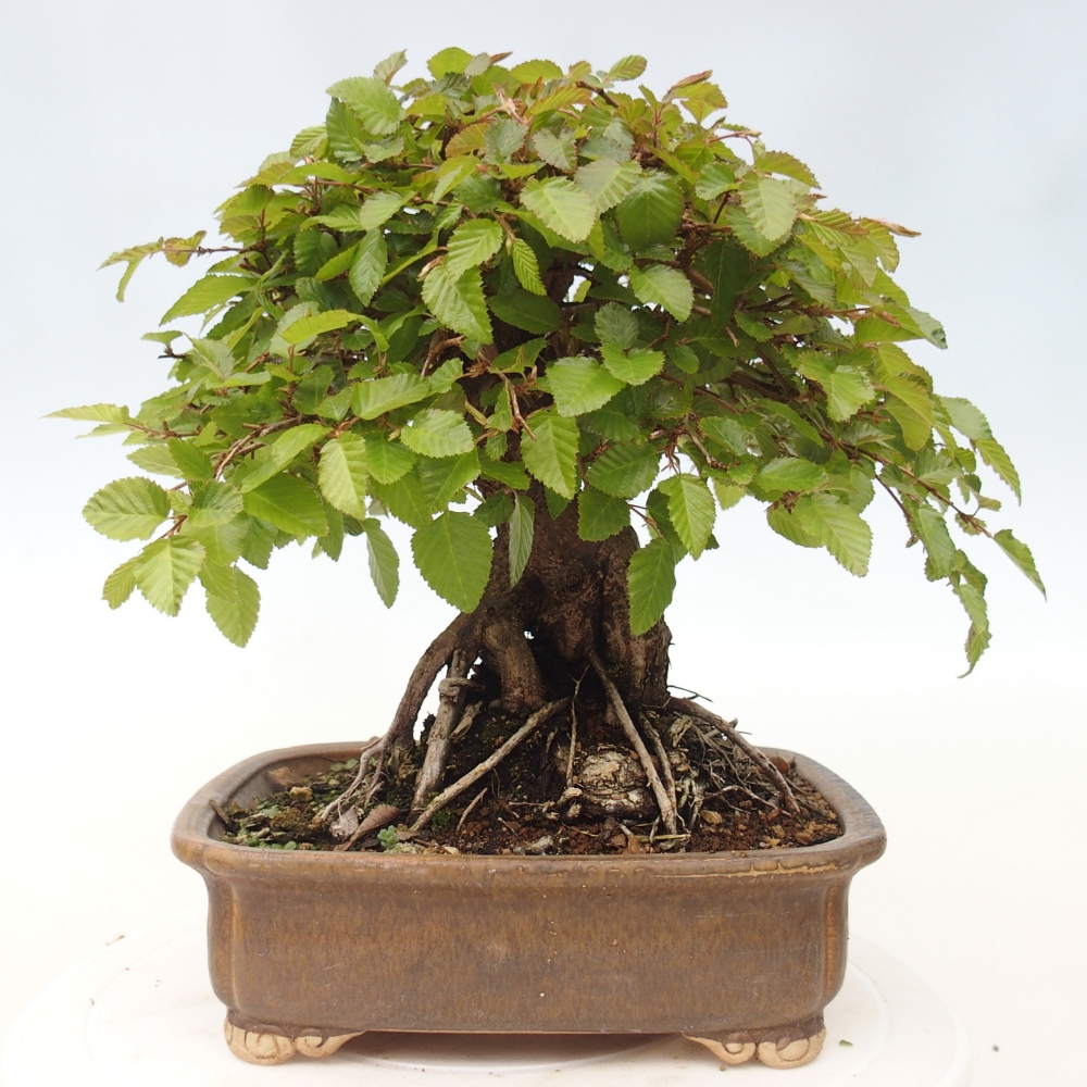 Vonkajšie bonsaje -Carpinus CARPINOIDES - Hrab kórejský