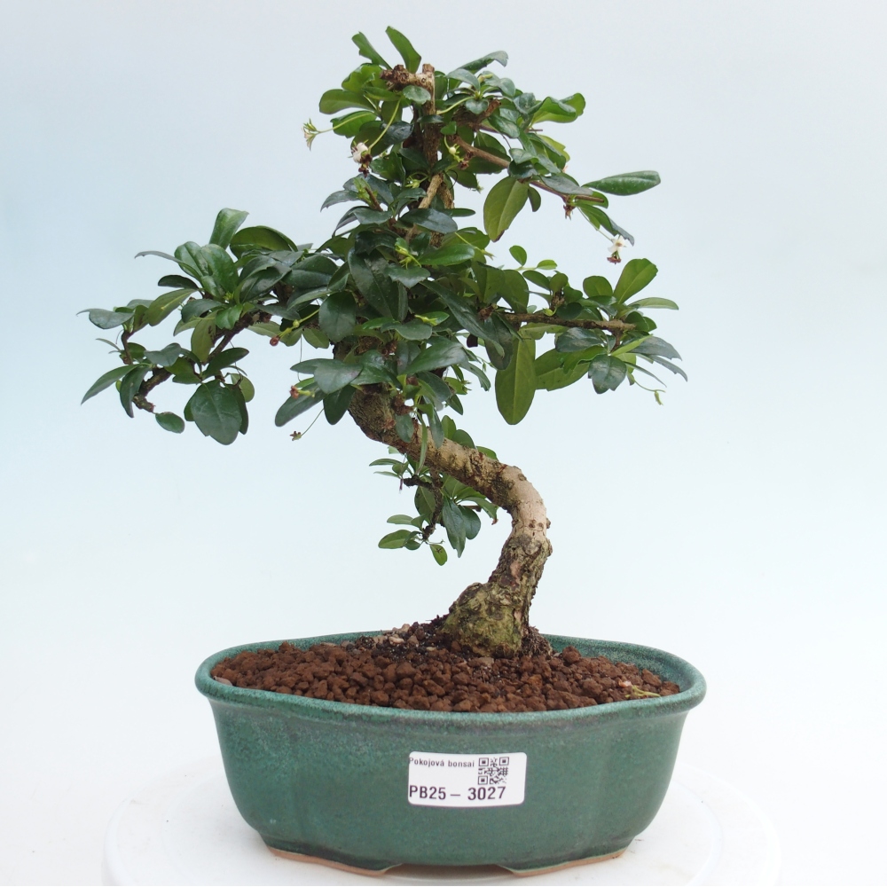 Izbová bonsai - Carmona macrophylla - Čaj fuki