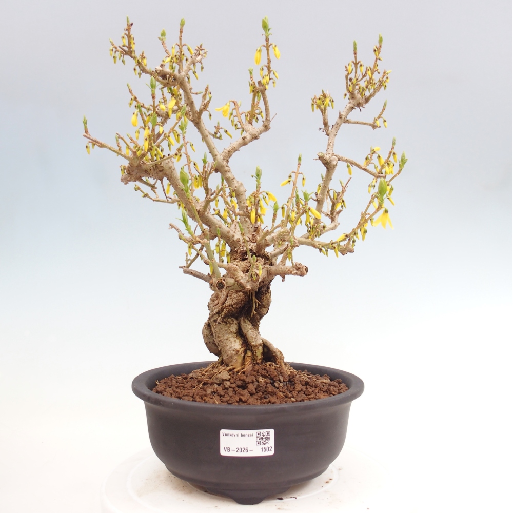 Vonkajšie bonsaje - Zlatice - Forsythia koreana