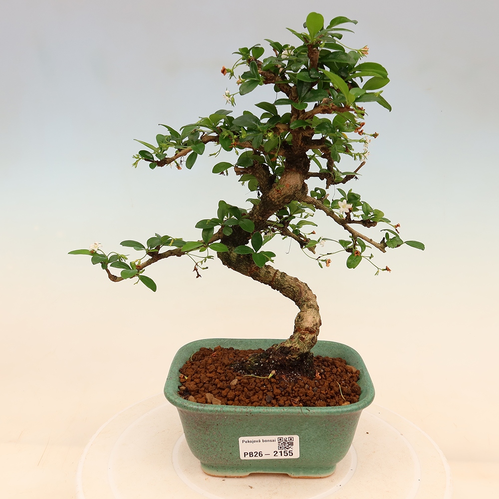 Izbové bonsaje - Carmona macrophylla - Tea fuki