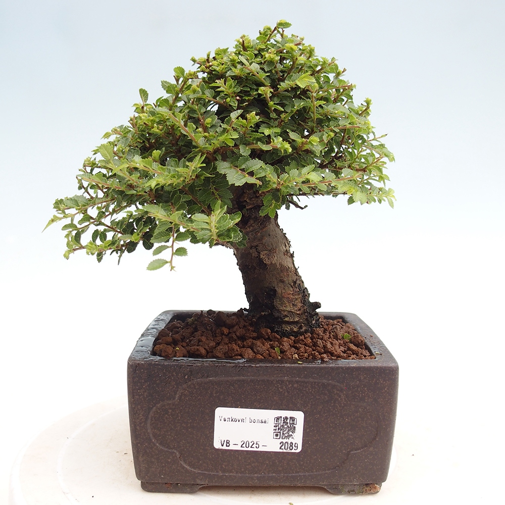 Vonkajší bonsai - Ulmus parvifolia Hokkaido - brest Čínsky