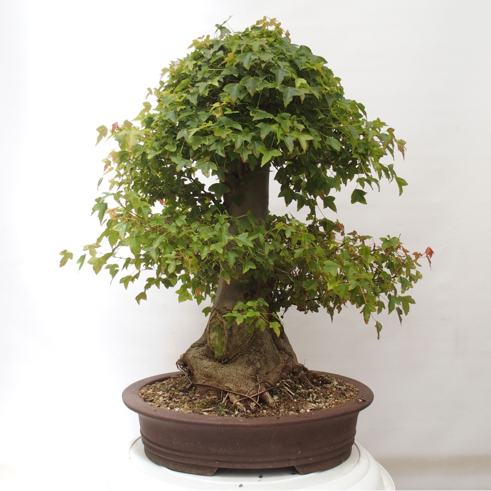 Vonkajšie bonsai - Javor Buergerianum - Javor Burgerův