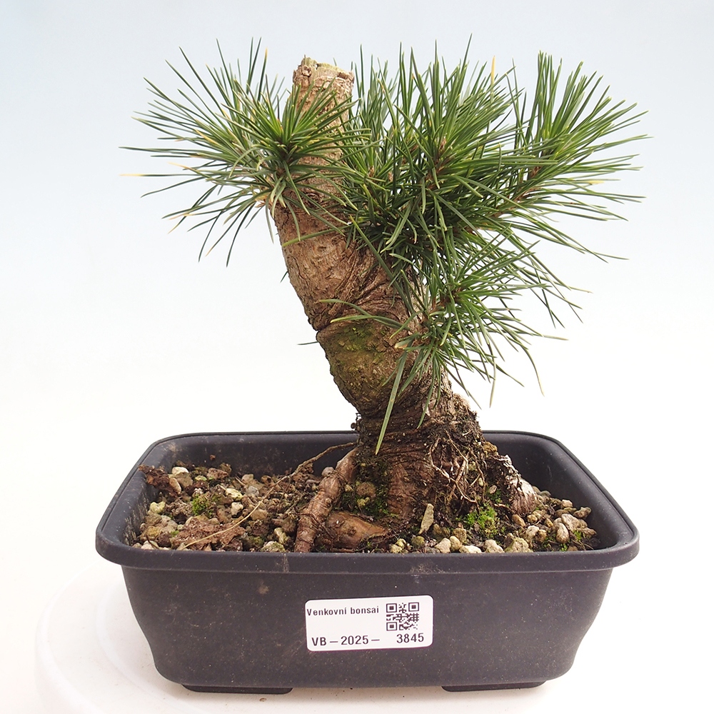 Vonkajšie bonsaje - Pinus thunbergii - borovica Thunbergova