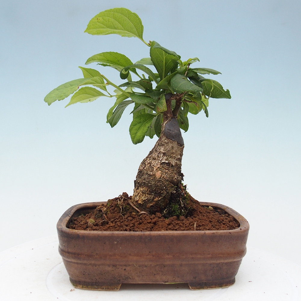 Vonkajšie bonsai - Celastrus Jesenec