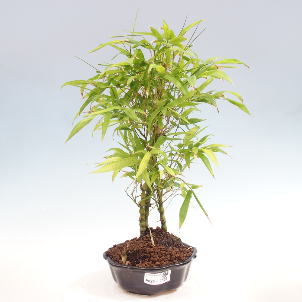 Izbová bonsai - Bambus budha-Bambus budhovo brucho