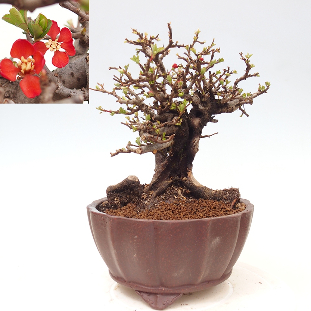 Vonkajšie bonsaje - Chaneomeles speciosa - Kdoule