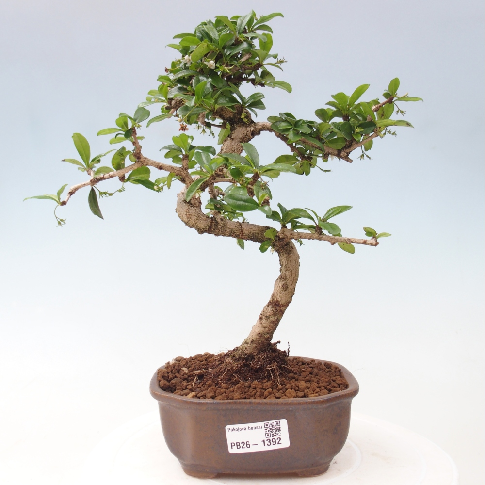 Izbové bonsaje - Carmona macrophylla - Tea fuki