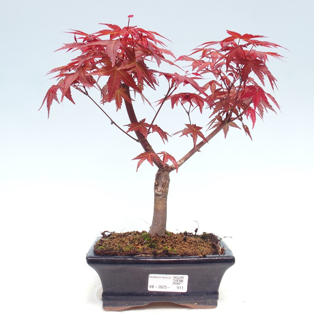 Vonkajšie bonsai - Javor dlaňolistý - Acer palmatum DESHOJO