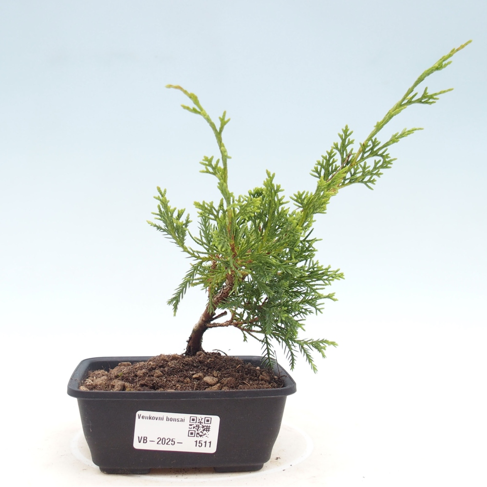 Vonkajší bonsai - Juniperus chinensis Itoigawa -Jalovec čínsky