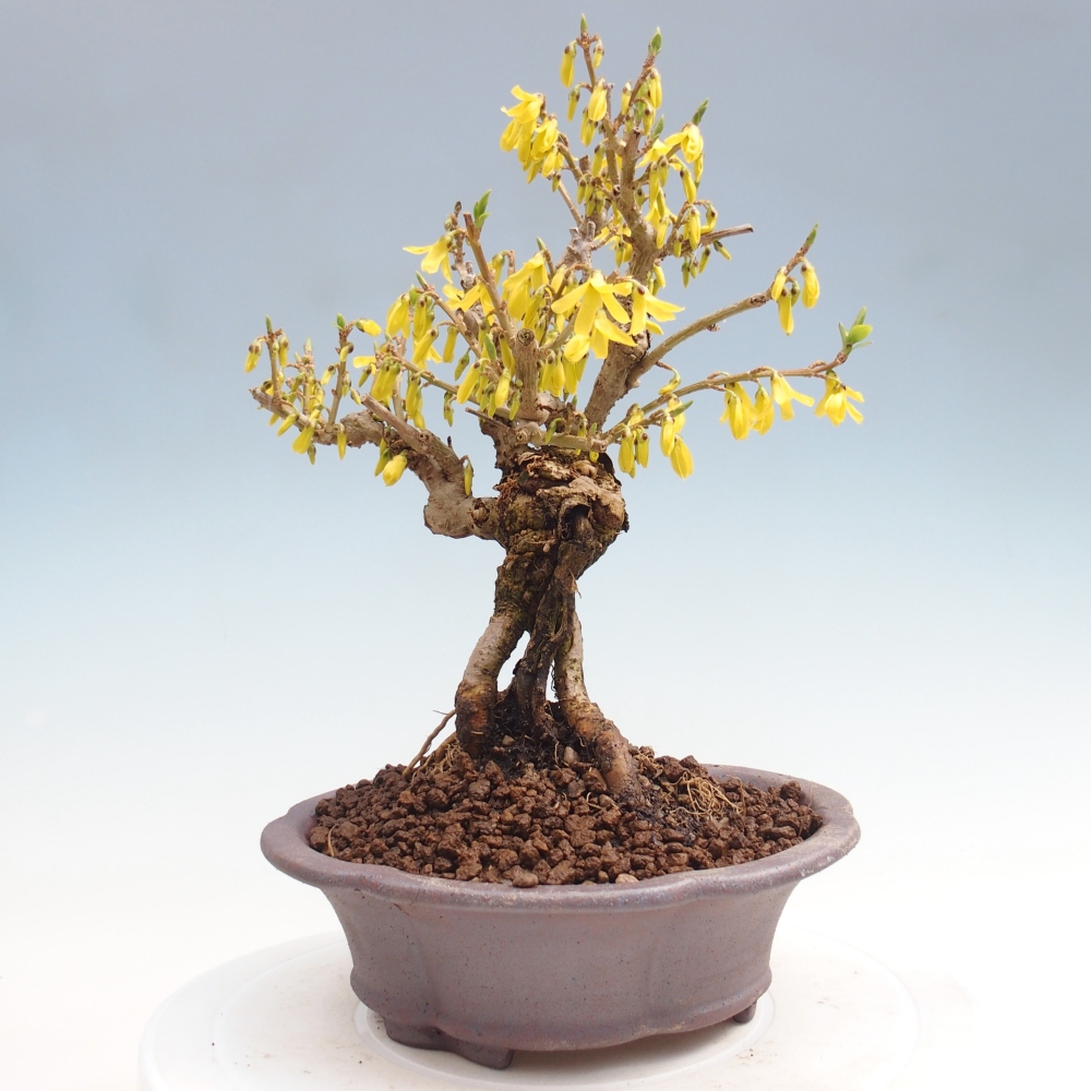 Vonkajšie bonsaje - Zlatice - Forsythia koreana