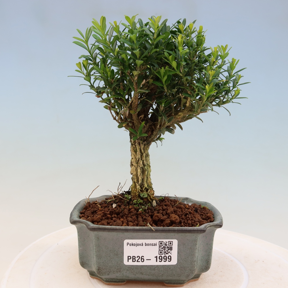 Izbové bonsaje - Buxus harlandii - korkový buxus