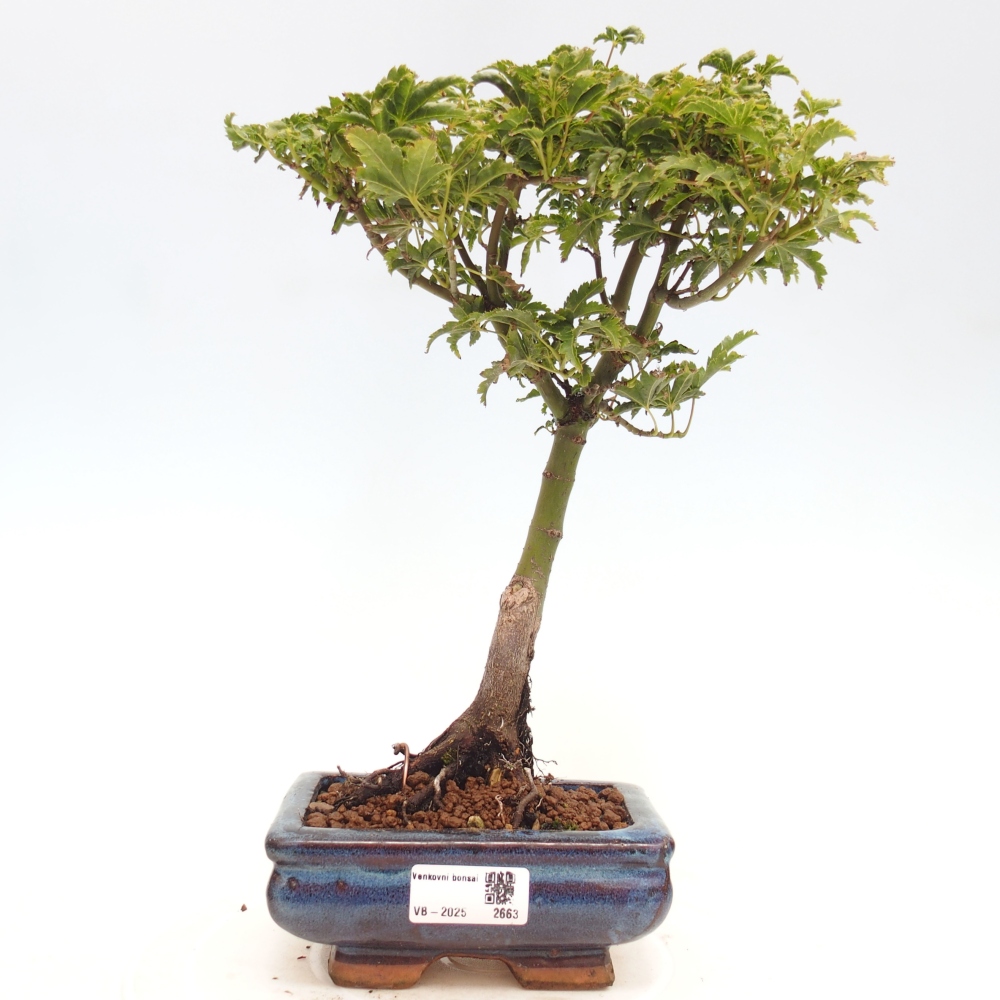 Vonkajší bonsai -Javor dlanitolistý Acer palmatum Shishigashira