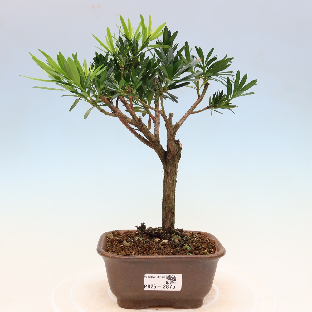Izbové bonsaje - Podocarpus - Kamenný tis