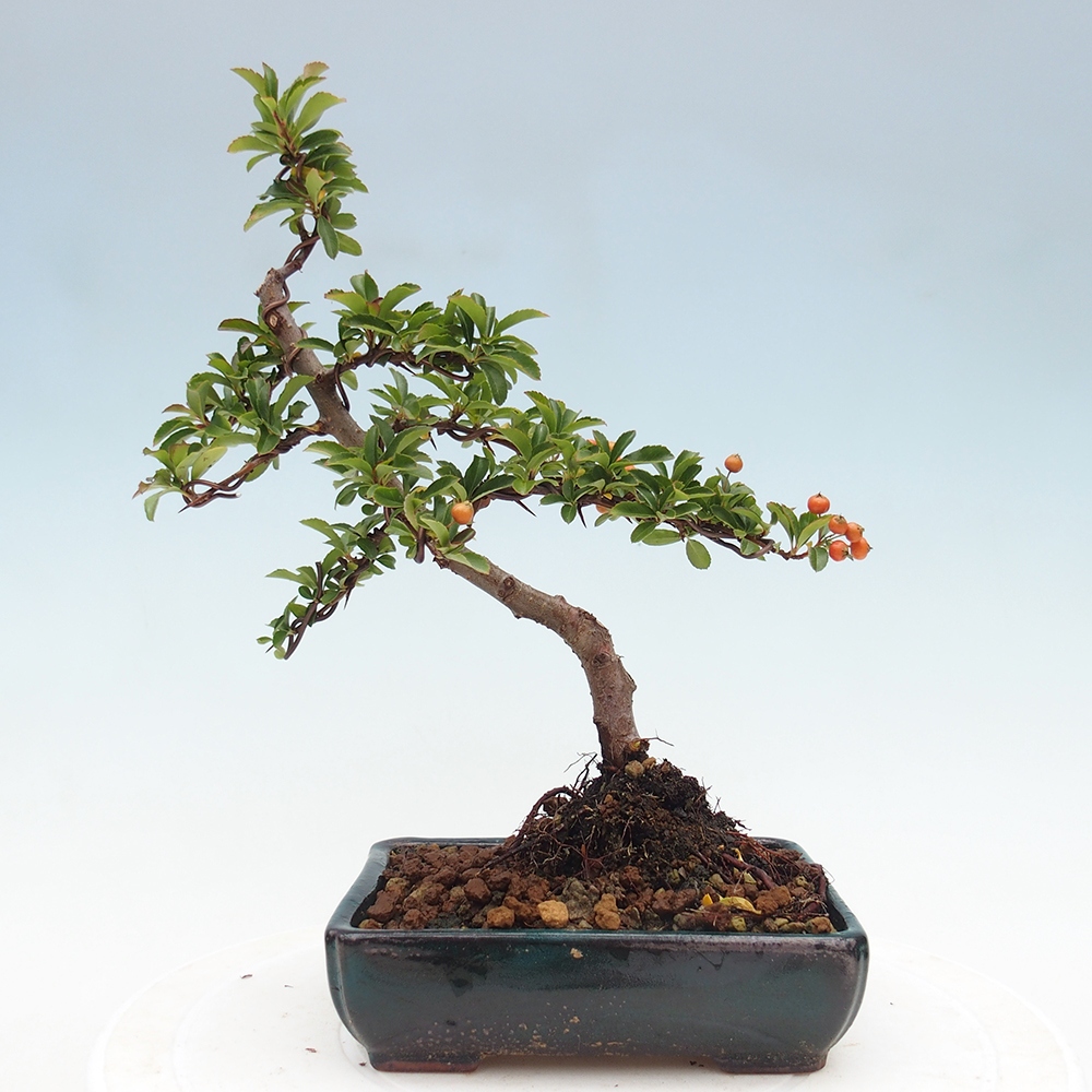 Vonkajšie bonsaje-Pyracantha Teton -Hlox
