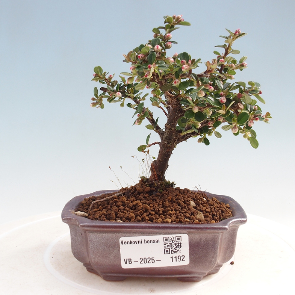 Vonkajší bonsai - Cotoneaster horizontalis - Skalník
