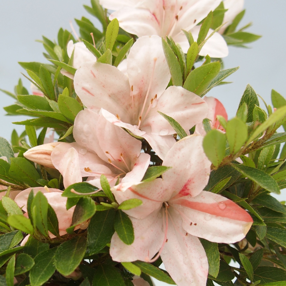 Vonkajší bonsai - Japonská azalka -  Azalea Nikko
