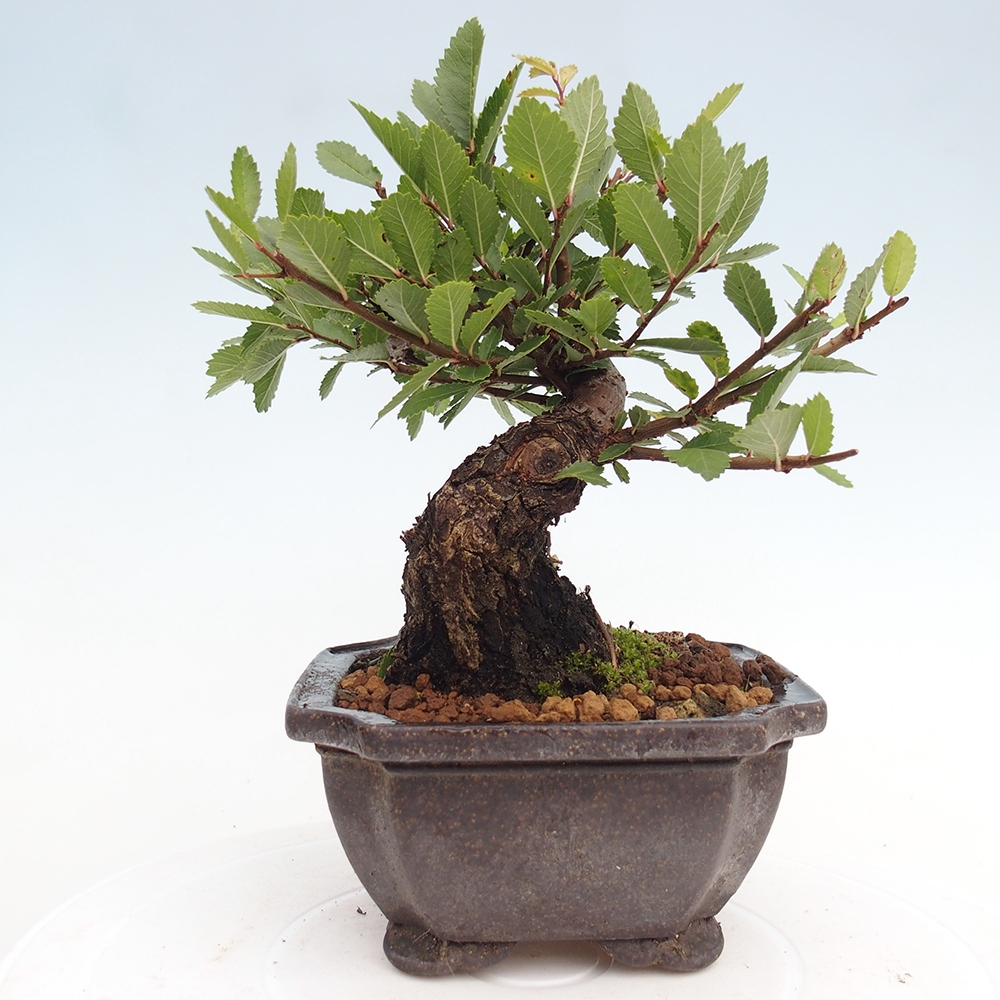 Vonkajšie bonsaje - Zelkova - Zelkova NIRE