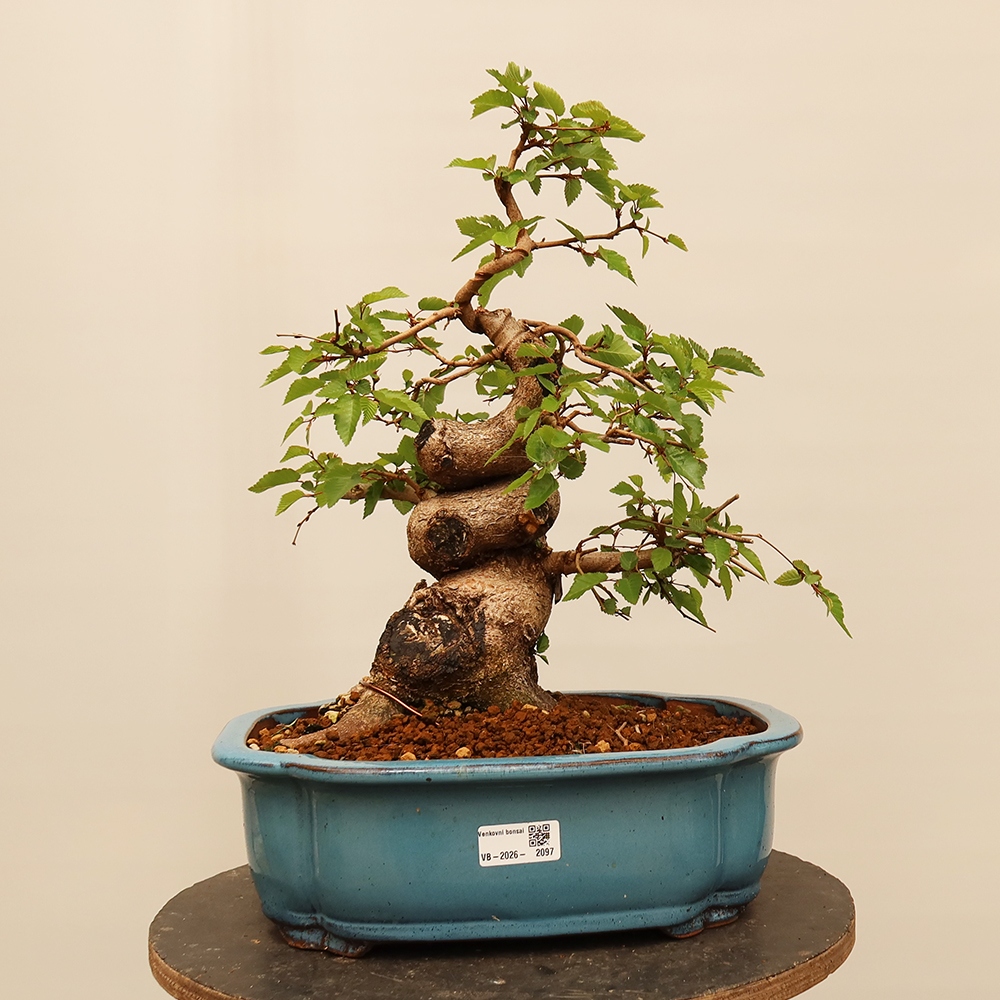 Vonkajší bonsai -Carpinus Coreana - Hrab kórejský