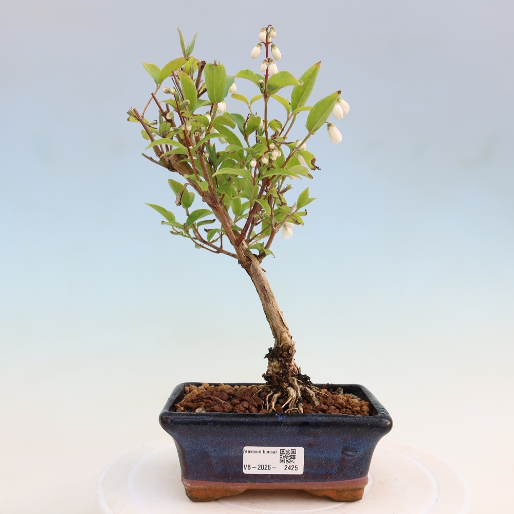 Vonkajší bonsai – Deutzia scabra Candidissima – Trojpuk
