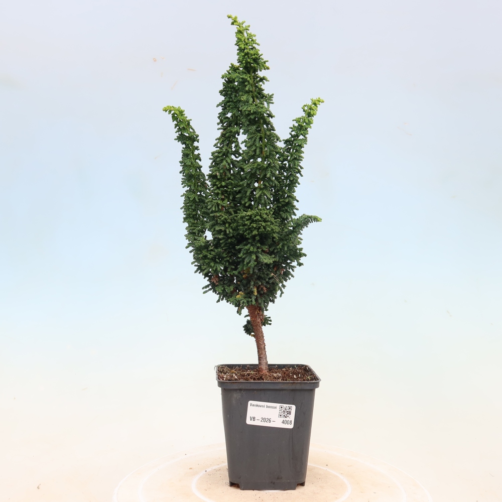 Vonkajší bonsaj - Cham. obtusa SEKKA HINOKI - Cypruštek