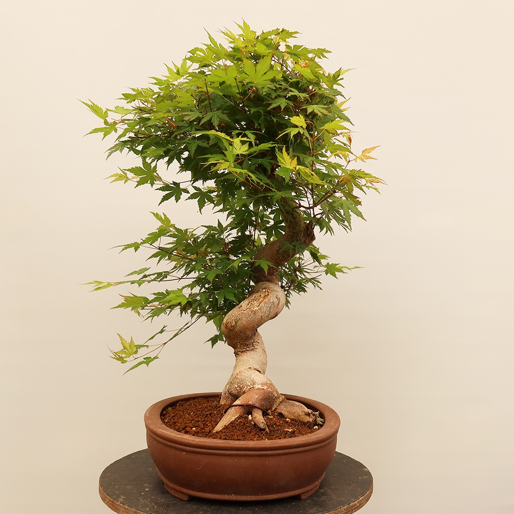Vonkajšie bonsaje - Maple palmatum - Palmy