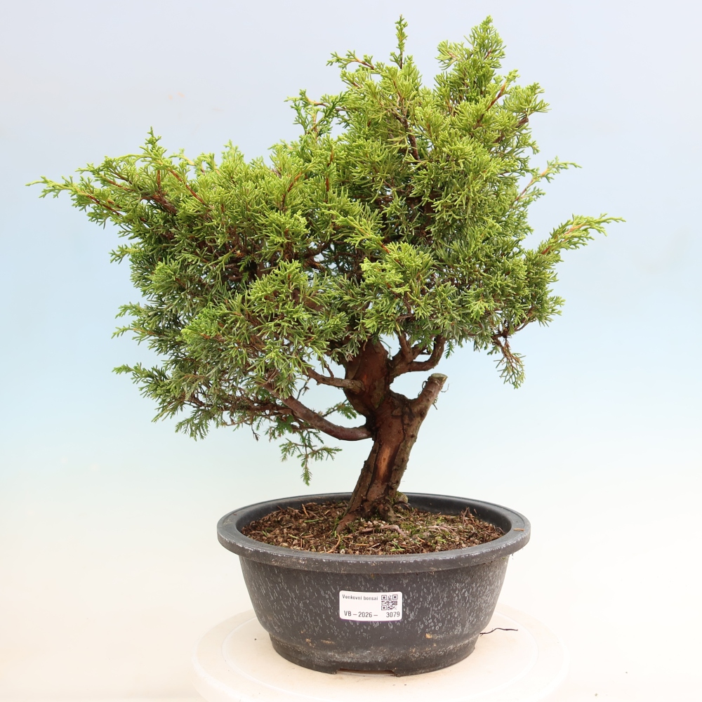 Vonkajší bonsai – Juniperus chinensis Itoigawa – čínsky jalovec