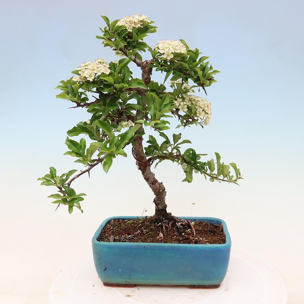 Vonkajší bonsai – Pyracantha teton – hlohovec šarlátový