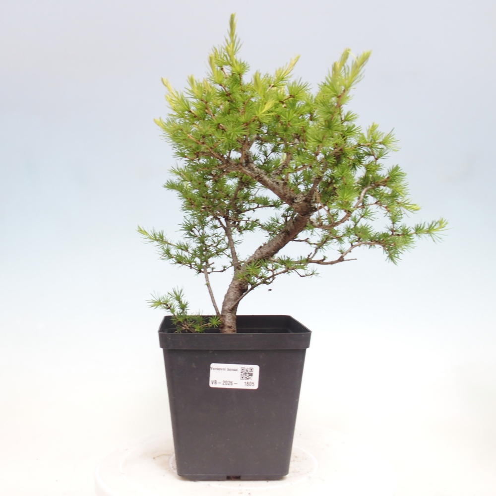Vonkajšie bonsaje -Larix decidua - Smrekovec