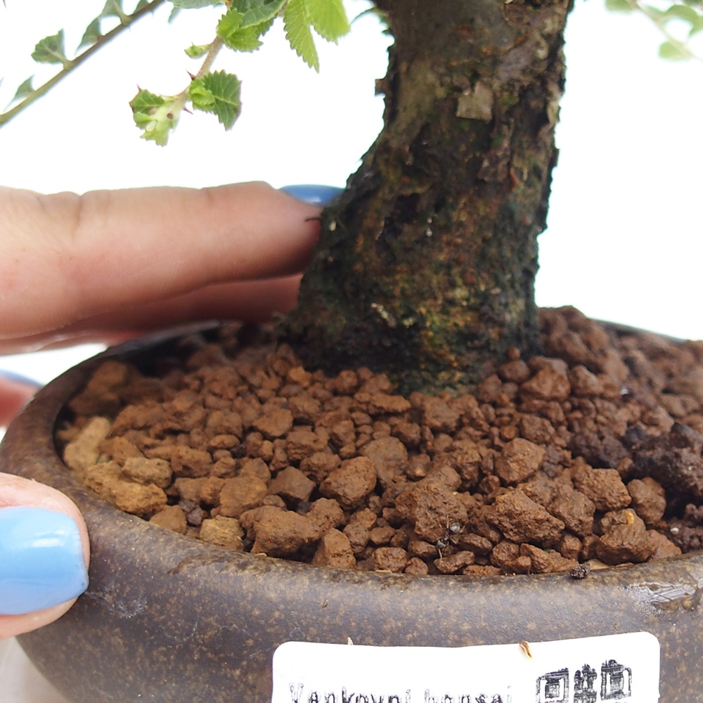 Vonkajší bonsai - Ulmus parvifolia Hokkaido - brest Čínsky