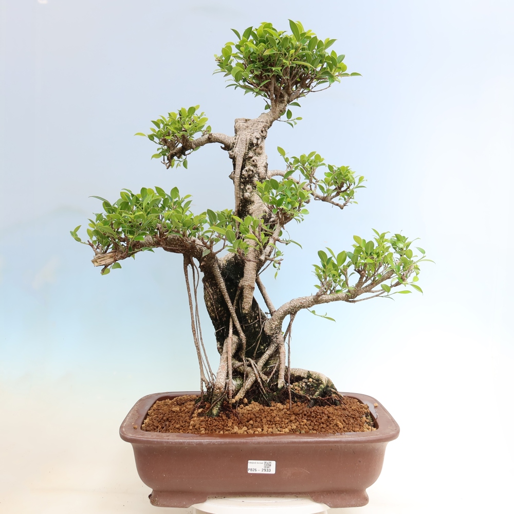 Izbové bonsaje - Ficus kimmen - drobnolistý fikus