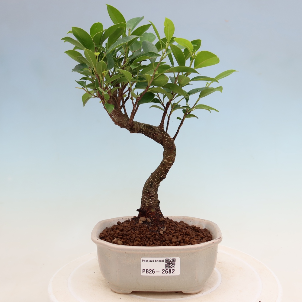 Izbové bonsaje - Ficus kimmen - drobnolistý fikus