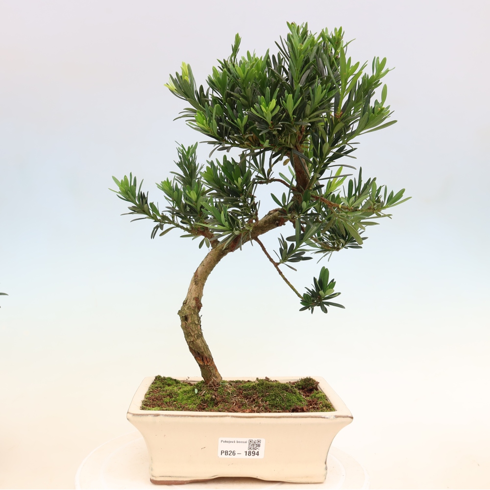 Izbové bonsaje - Podocarpus - Kamenný tis
