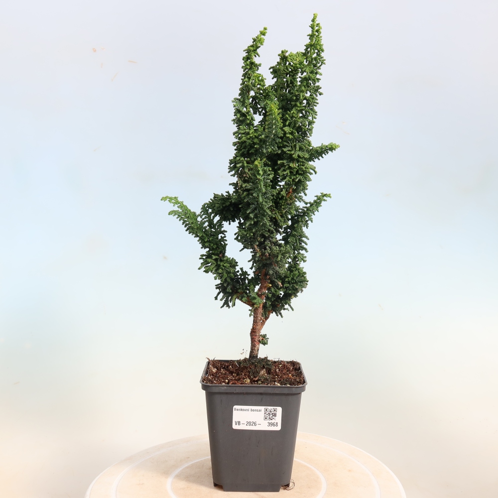 Vonkajší bonsaj - Cham. obtusa SEKKA HINOKI - Cypruštek